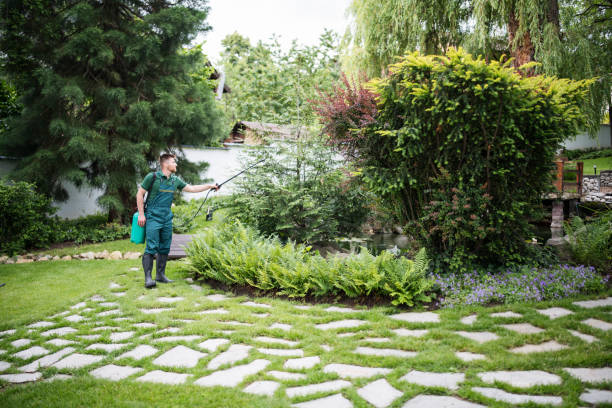 Best Ant Control Services  in Maple Lake, MN