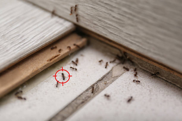 Professional Pest Control in Maple Lake, MN