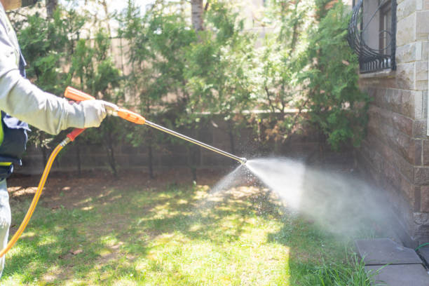 Best Flea Control Services  in Maple Lake, MN