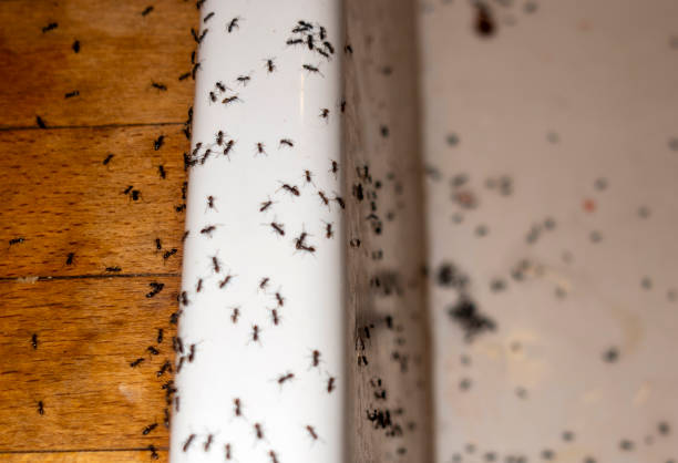 Best Pest Prevention Services  in Maple Lake, MN