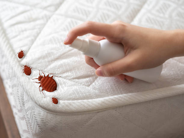 Best Cockroach Control Services  in Maple Lake, MN
