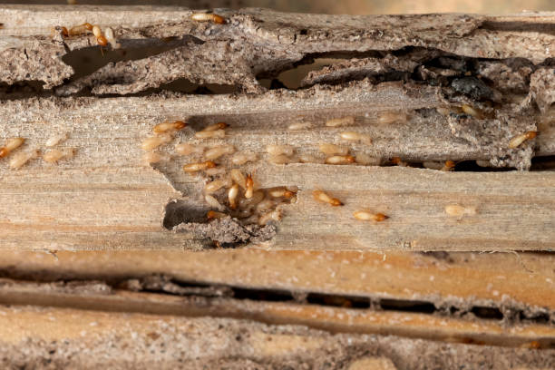Spider Control Near Me in Maple Lake, MN