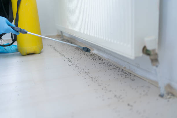 Best Affordable Pest Control Services  in Maple Lake, MN
