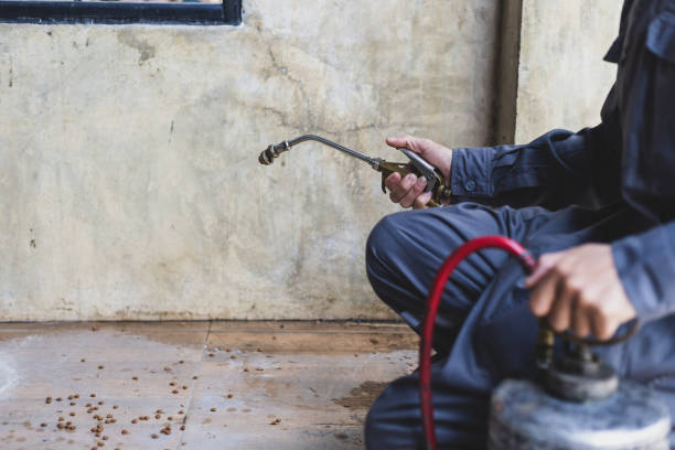 Best Exterminator Services  in Maple Lake, MN
