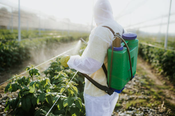 Best Wasp Removal Services  in Maple Lake, MN